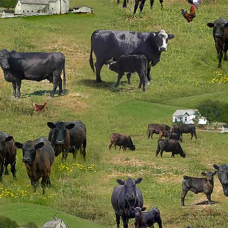 Elizabeth's Studio - Farm Animals - Angus Cows/White Barn Green by the yard 2425 2426