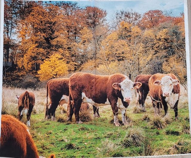 Cow Hereford Autumn Cows fabric panel 36"x44"